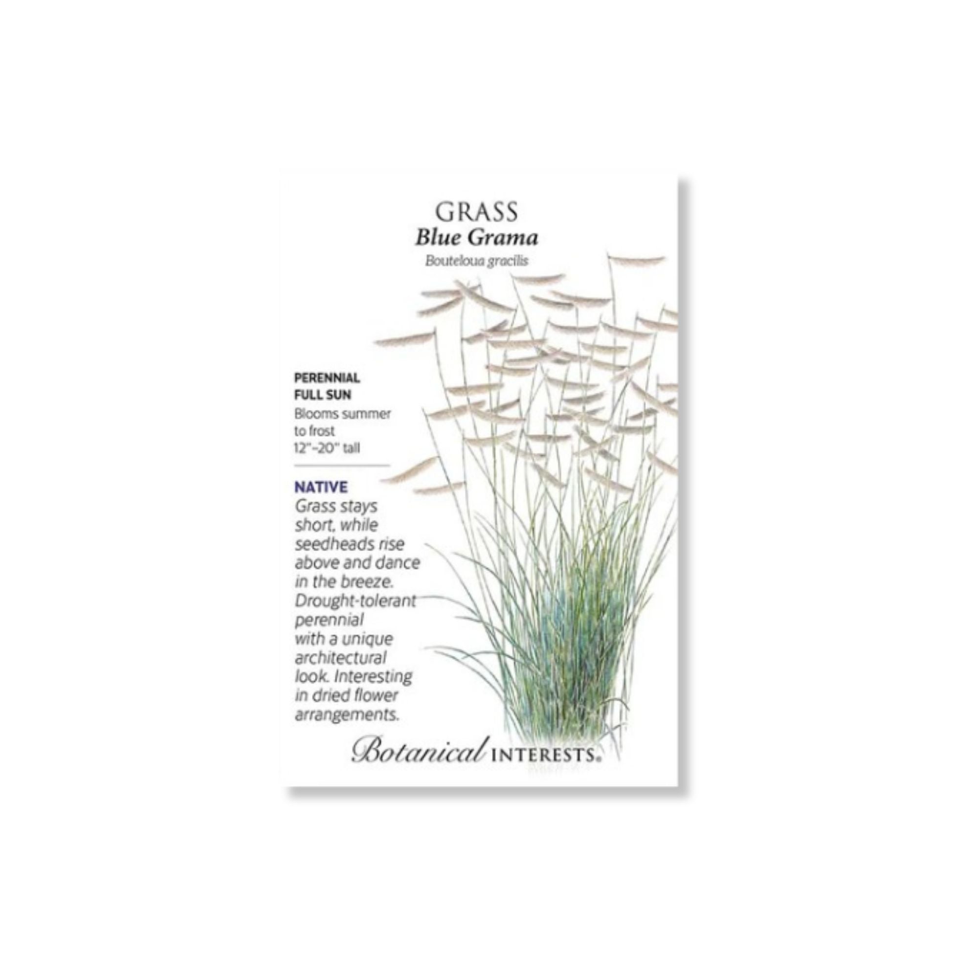 grass-blue-grama-seeds-500mg-botanical-interests-2025-indian-creek