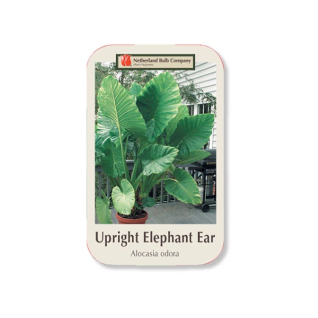 ダリア【キルタンサス】 Bulbs | Indian Creek Nursery and Garden Center