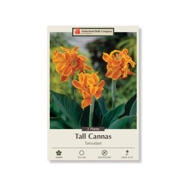 ダリア【キルタンサス】 Bulbs | Indian Creek Nursery and Garden Center