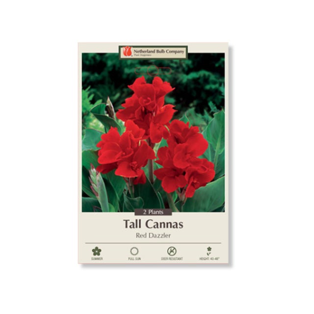 ダリア【キルタンサス】 Bulbs | Indian Creek Nursery and Garden Center