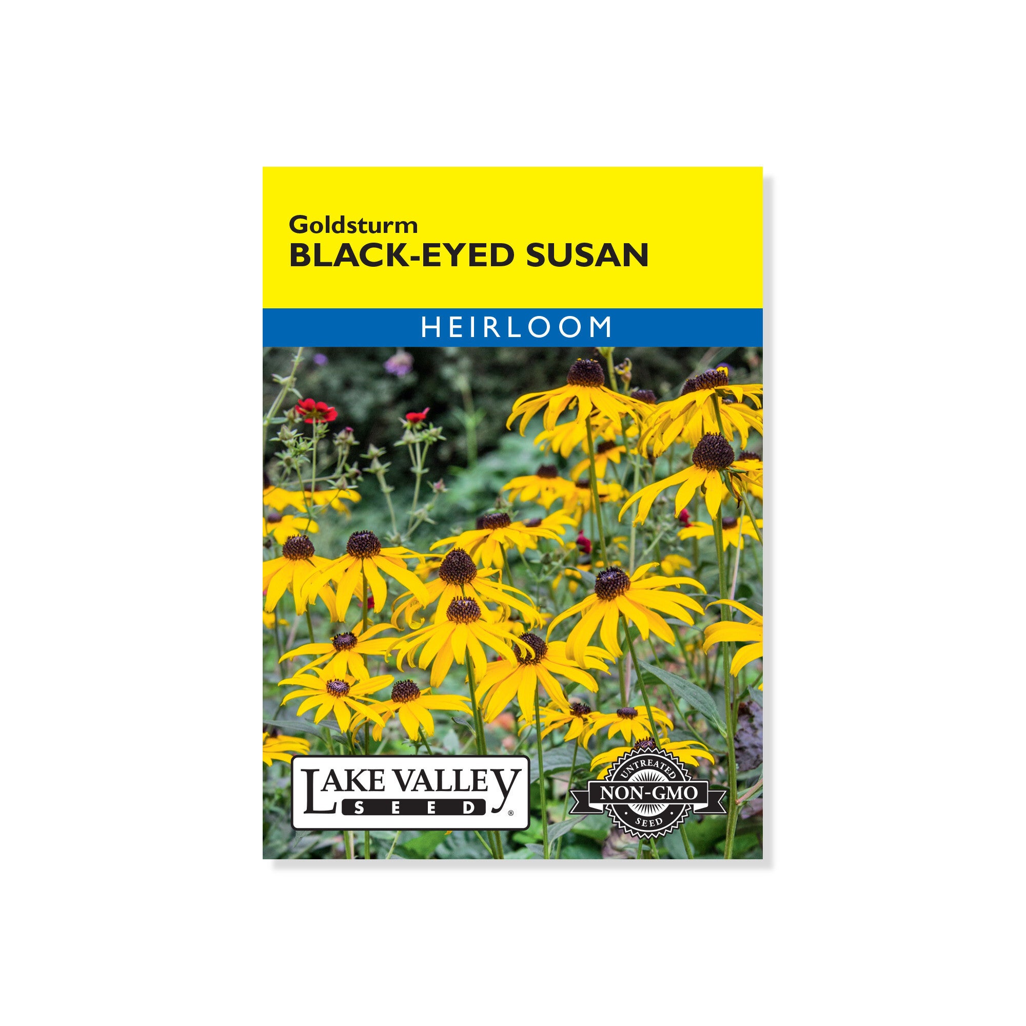 BlackEyed Susan Goldstrum Seeds (Lake Valley) Indian Creek Nursery