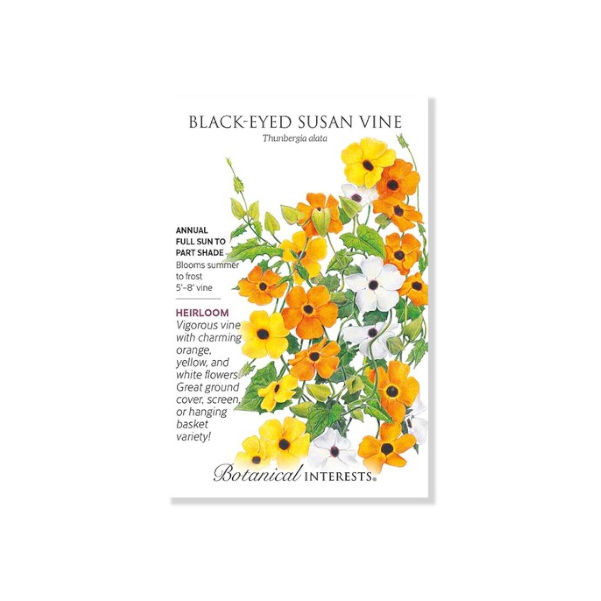 Black Eyed Susan Vine 20 Seeds (Botanical Interests 2025) Indian
