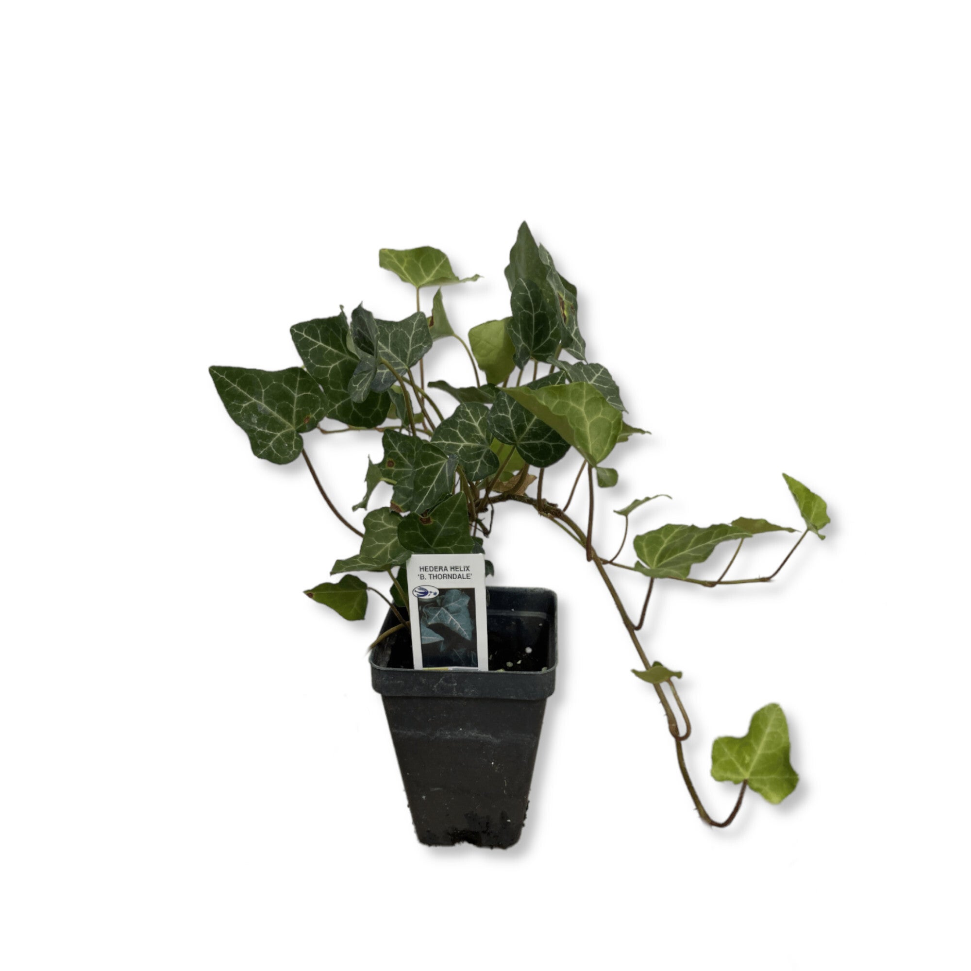 Hardy English Ivy Thorndale | Indian Creek Nursery and Garden Center