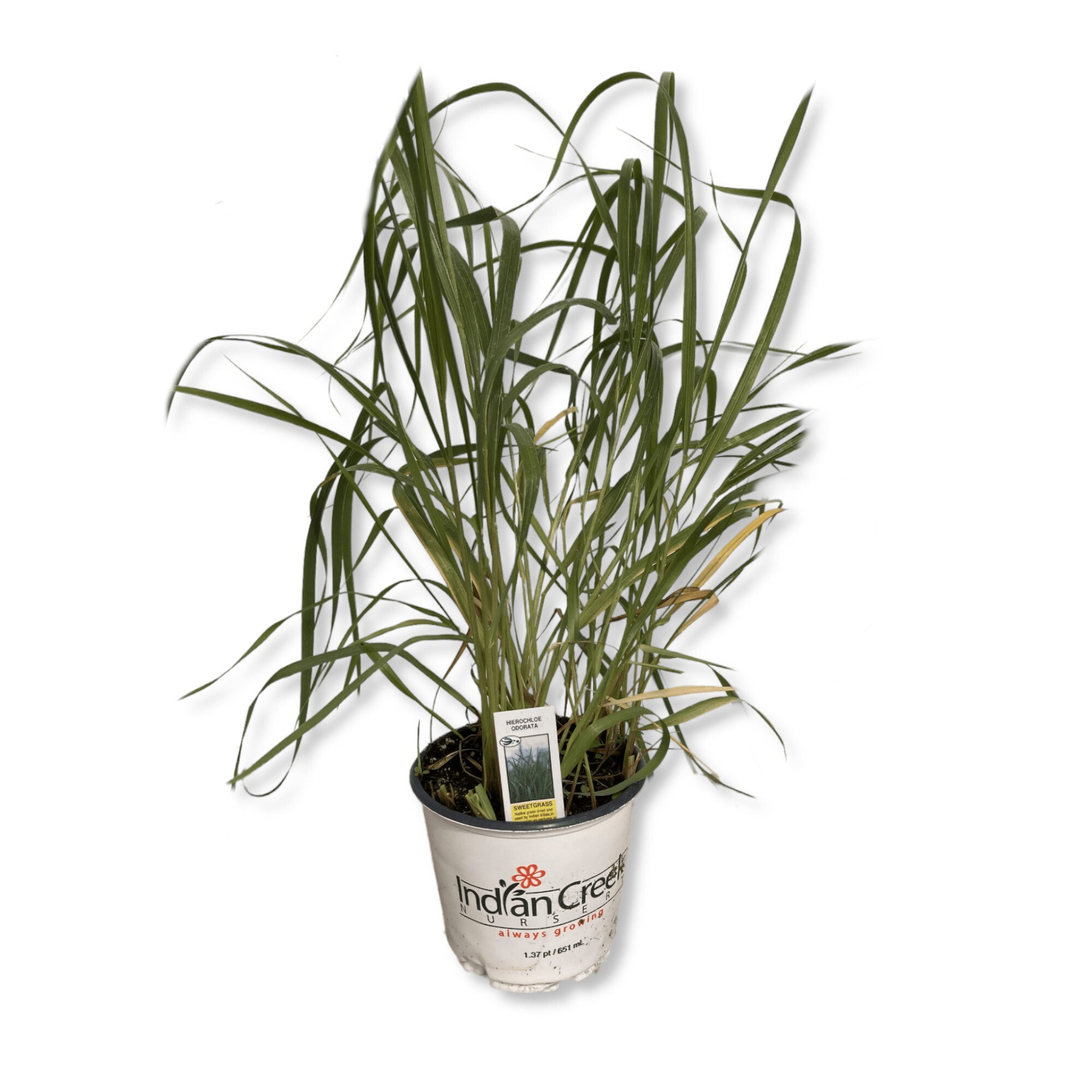 Sweetgrass Indian Creek Nursery and Garden Center