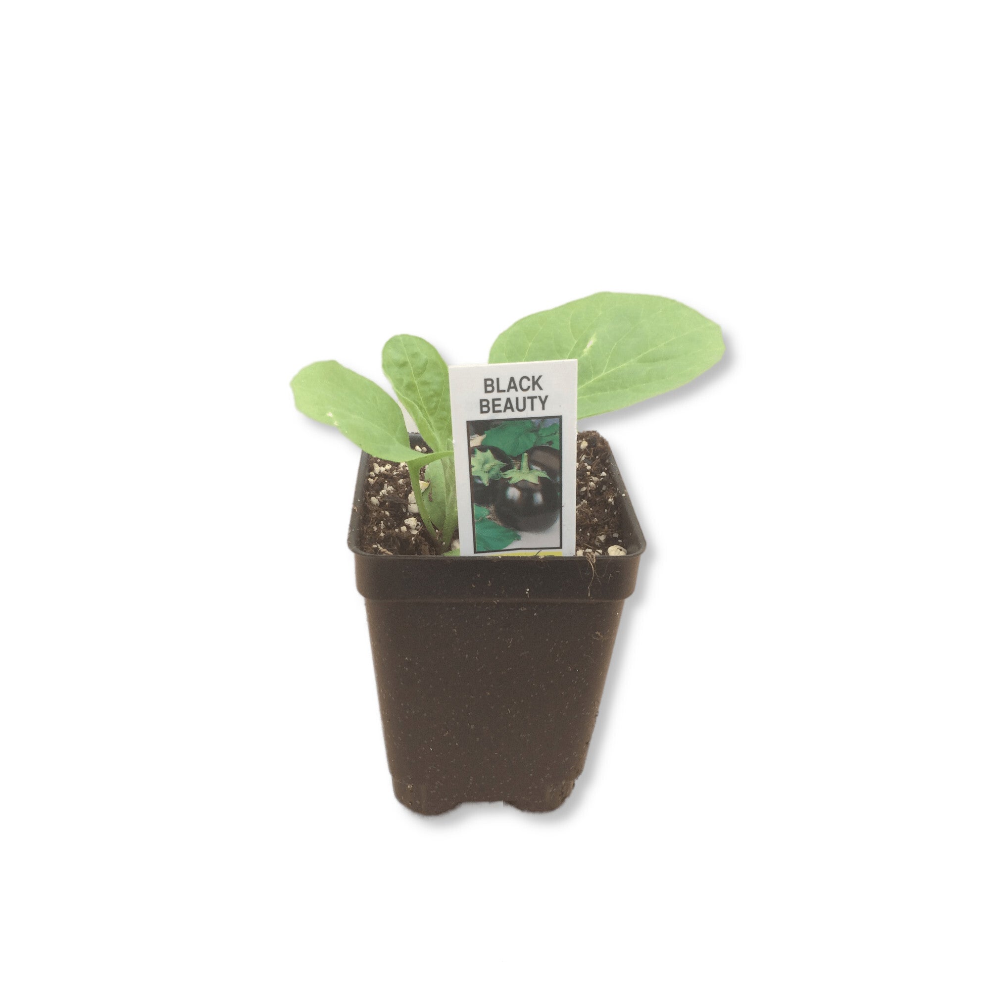 Eggplant Black Beauty Indian Creek Nursery and Garden Center