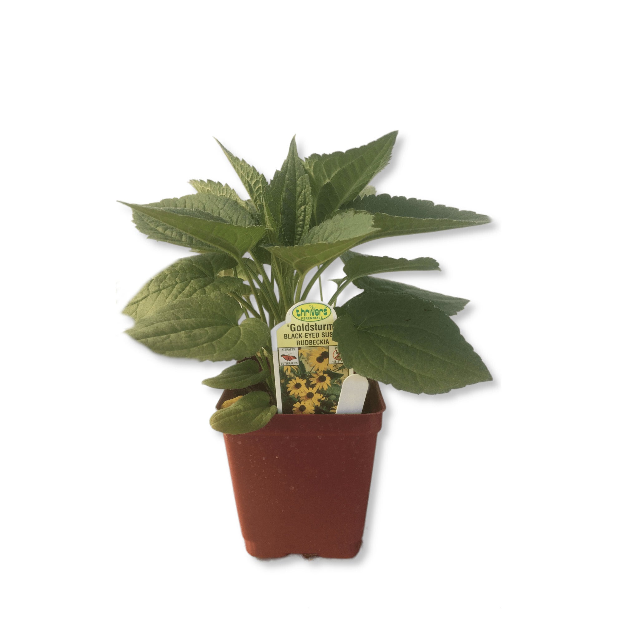 Black Eyed Susan Indian Creek Nursery and Garden Center