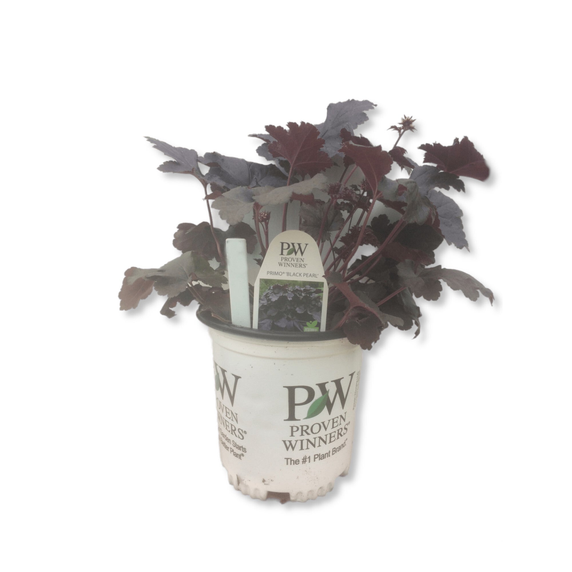 Coral Bells Primo Black Pearl Indian Creek Nursery and Garden Center