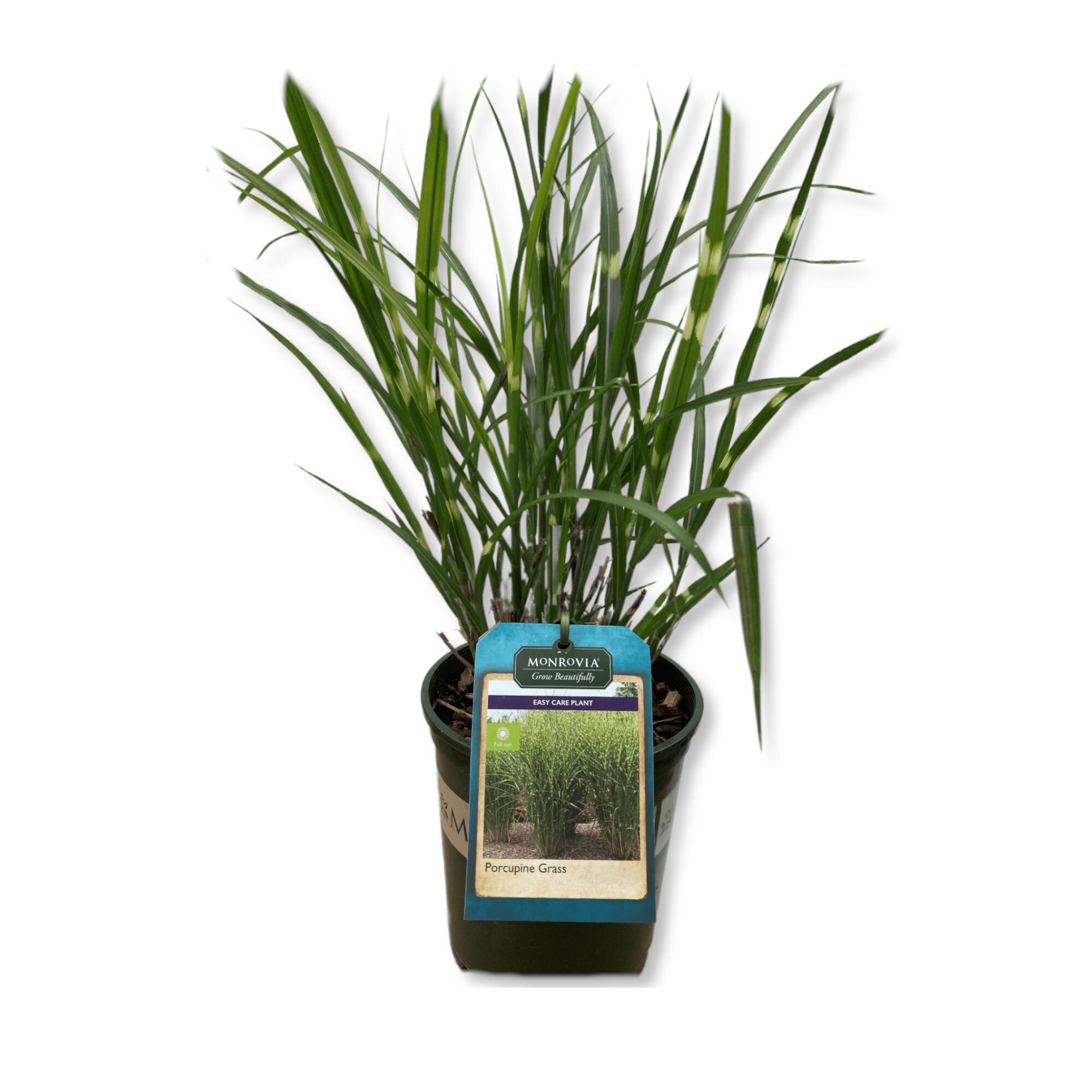 Porcupine Grass | Indian Creek Nursery and Garden Center